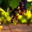 20210502 Easter5B grapes 710x340px